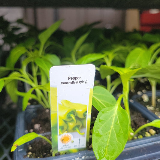 Cubanelle Pepper (Multi Pack)