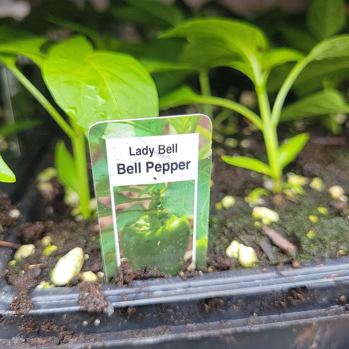 Lady Bell Pepper (Multi Pack)