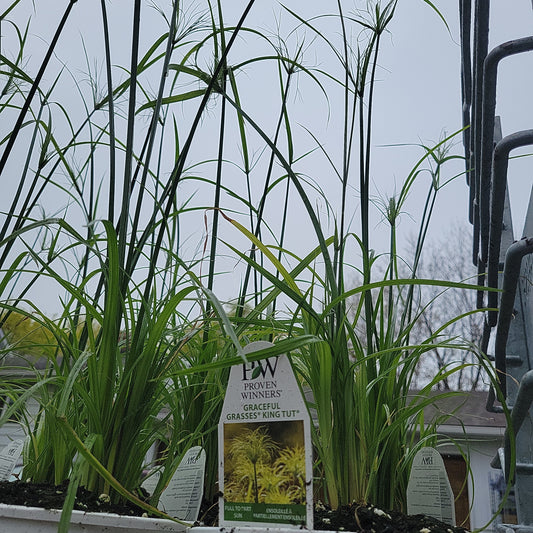 1 Gal King Tut Grass