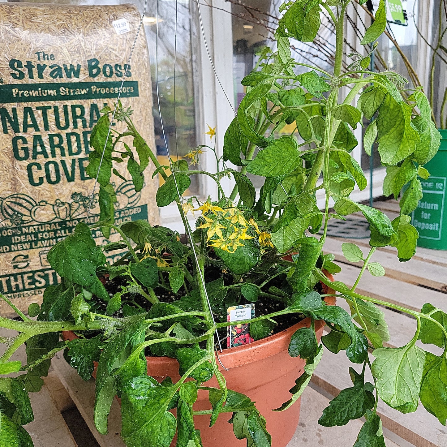 12" Tomato Hanging Basket
