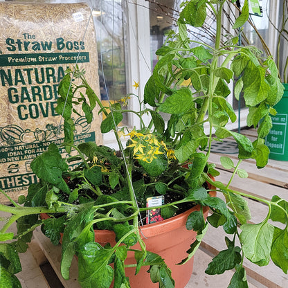 12" Tomato Hanging Basket