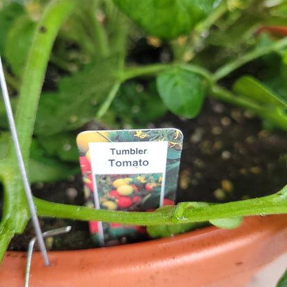 12" Tomato Hanging Basket