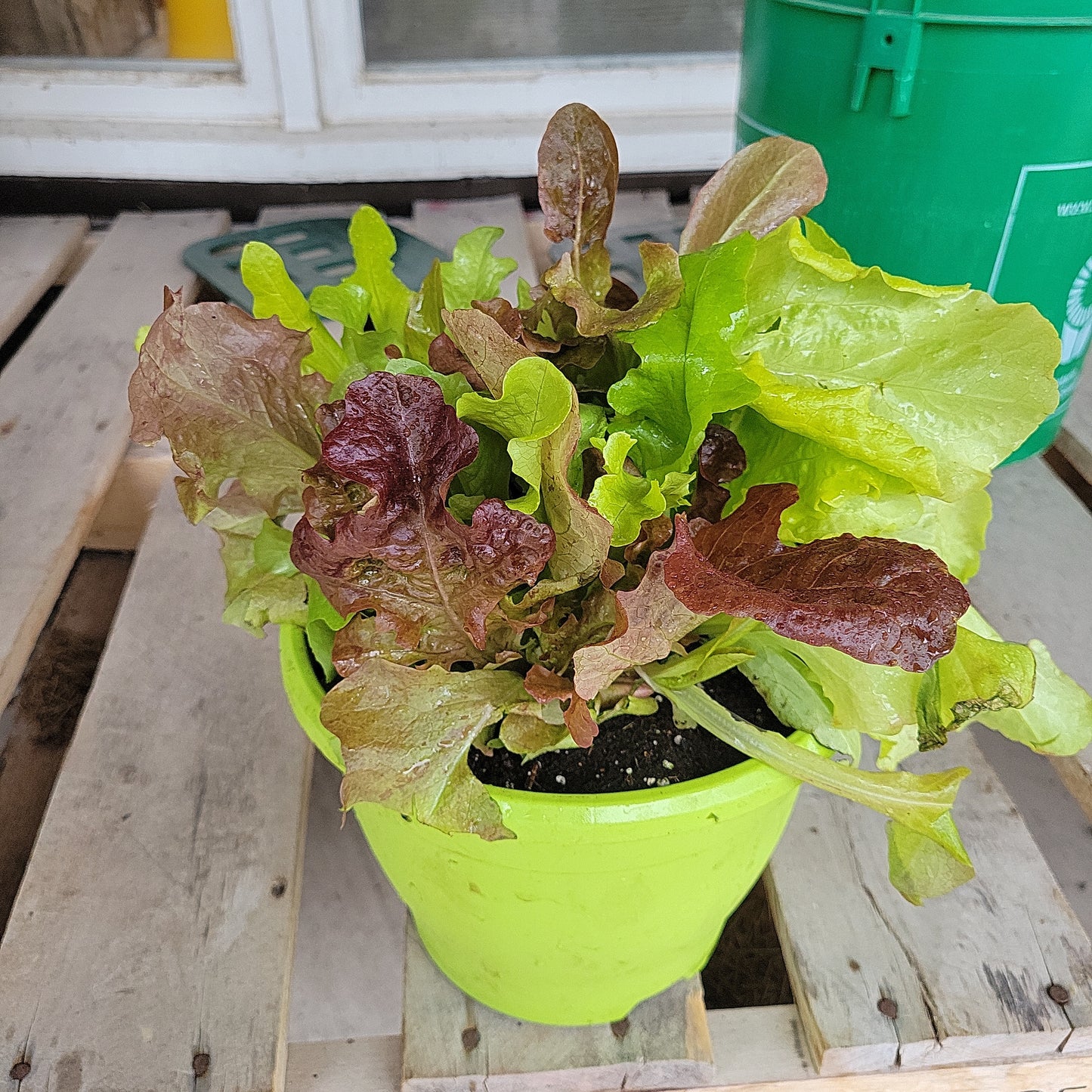 Mixed Lettuce Bowls