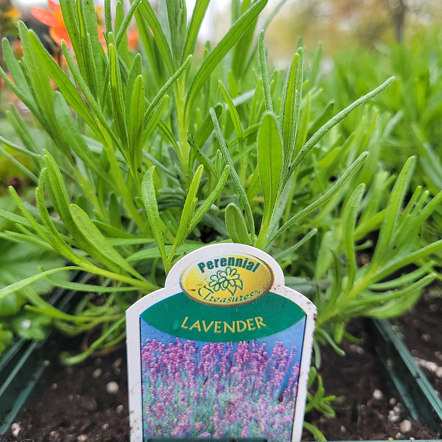 1 Gal Perennial Lavendero