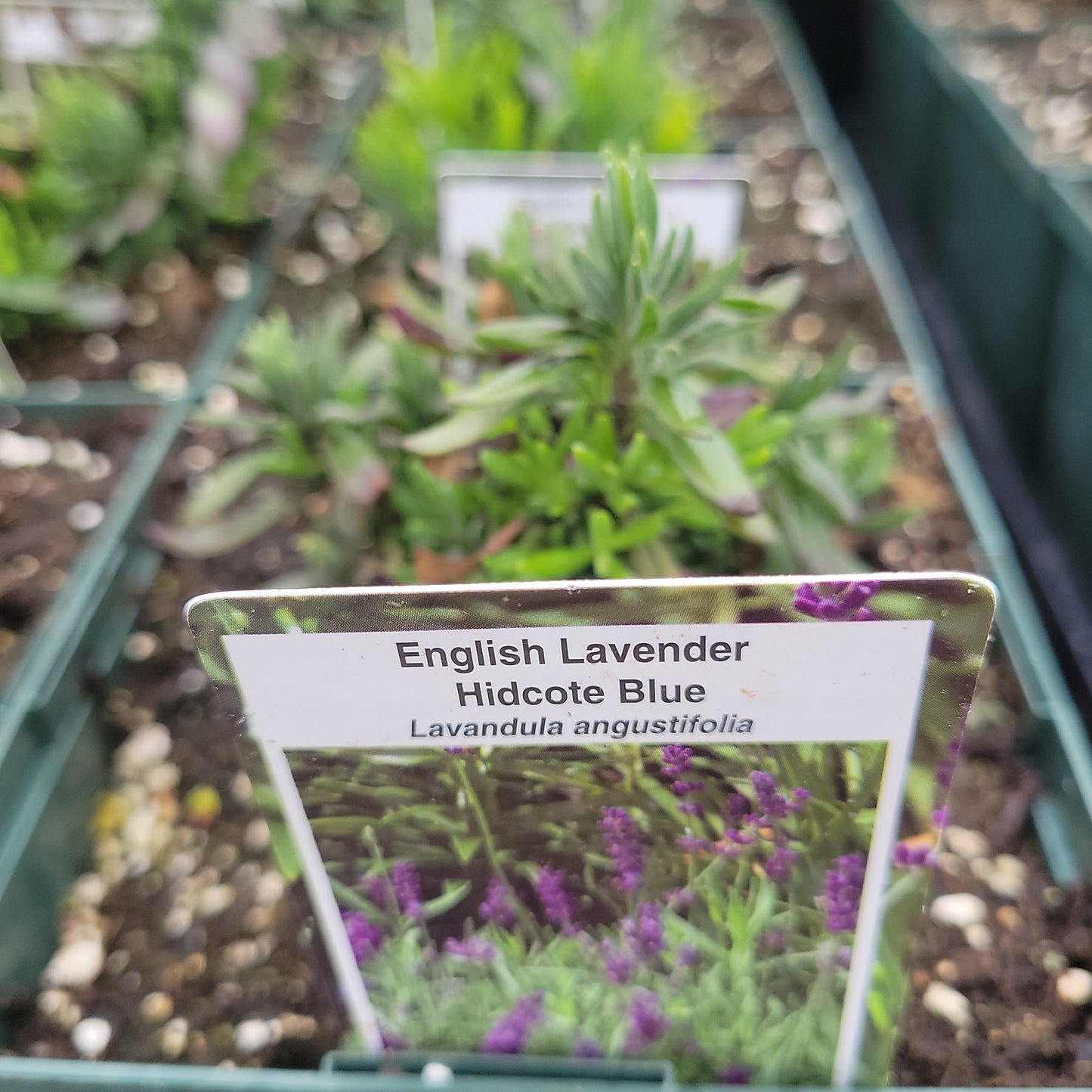 1 Gal Perennial Lavendero