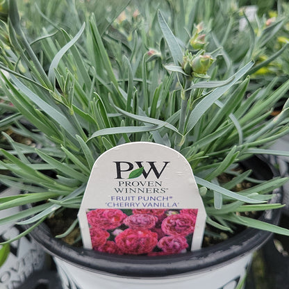1 Gal Dianthus