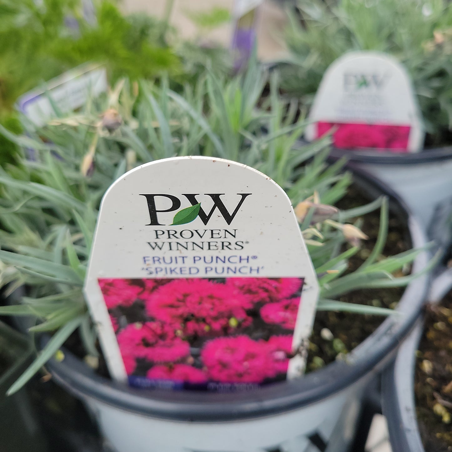 1 Gal Dianthus