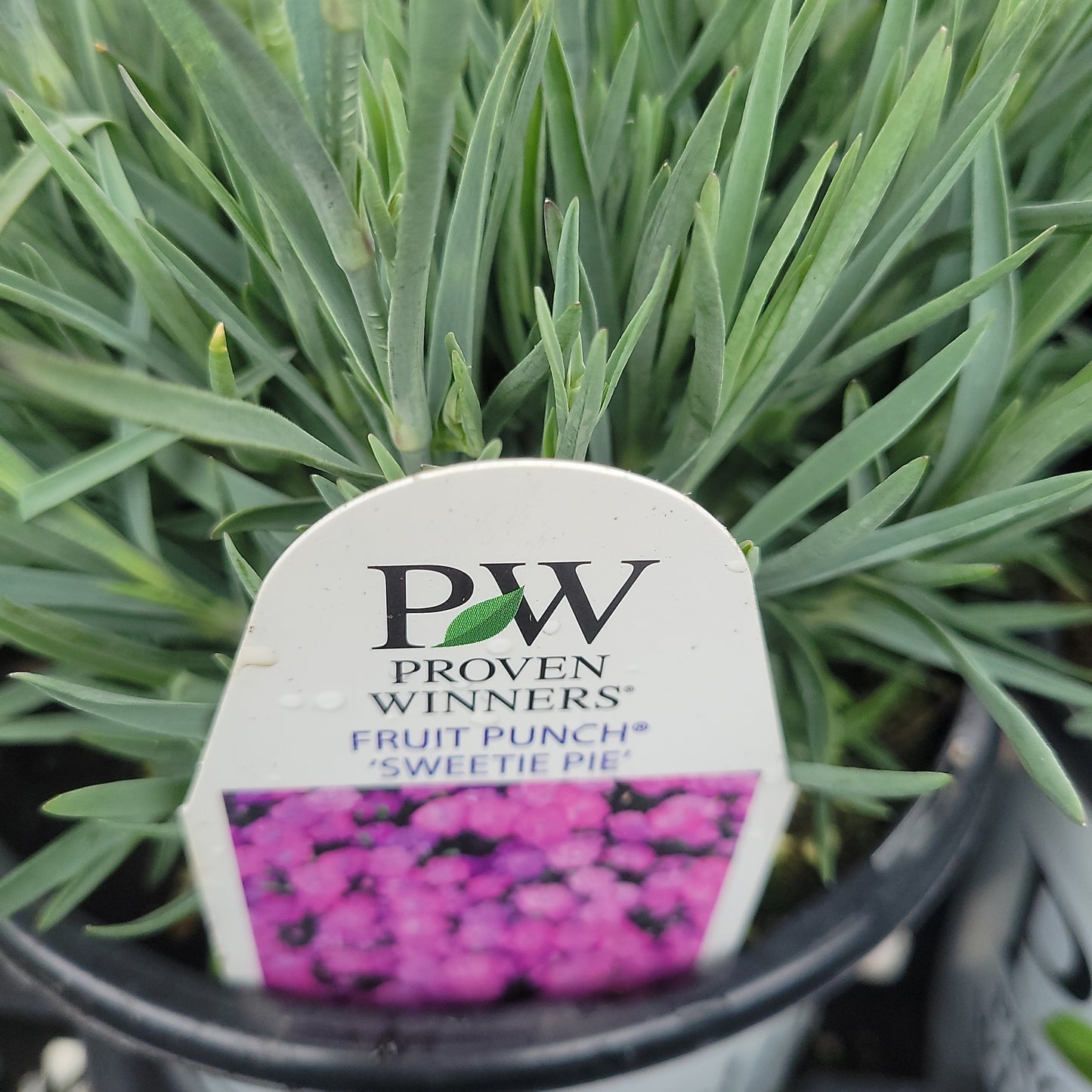 1 Gal Dianthus