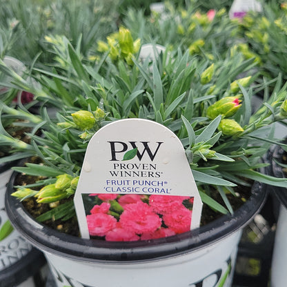 1 Gal Dianthus