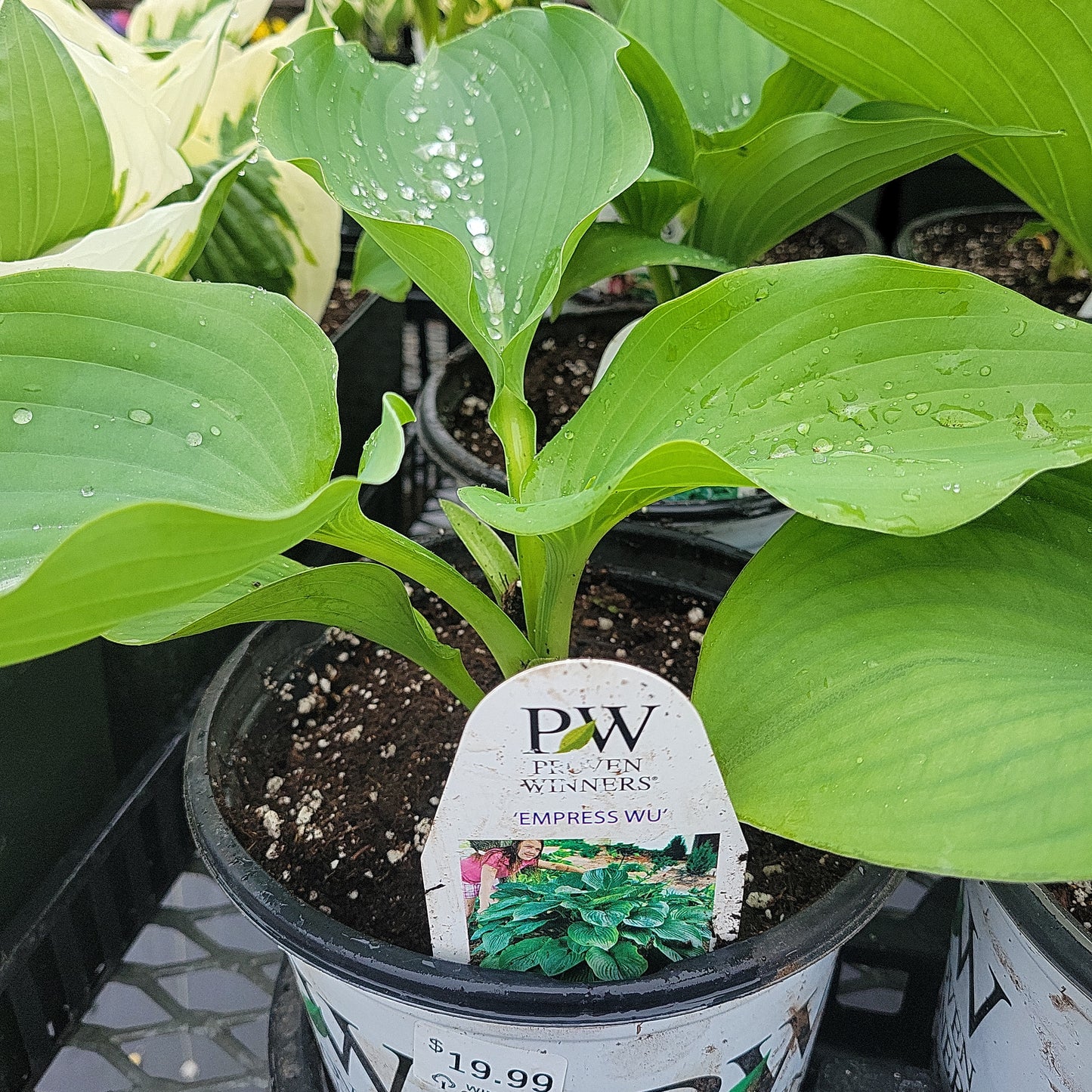 1 Gal Hosta 'Empress Wu'  Proven Winners