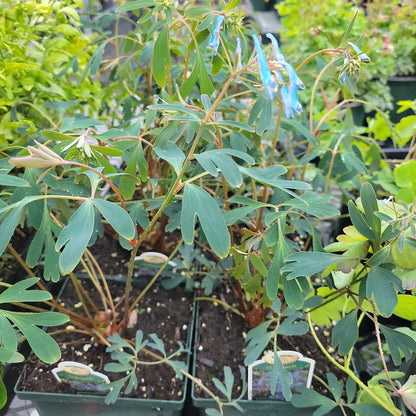 1 Gal Corydalis