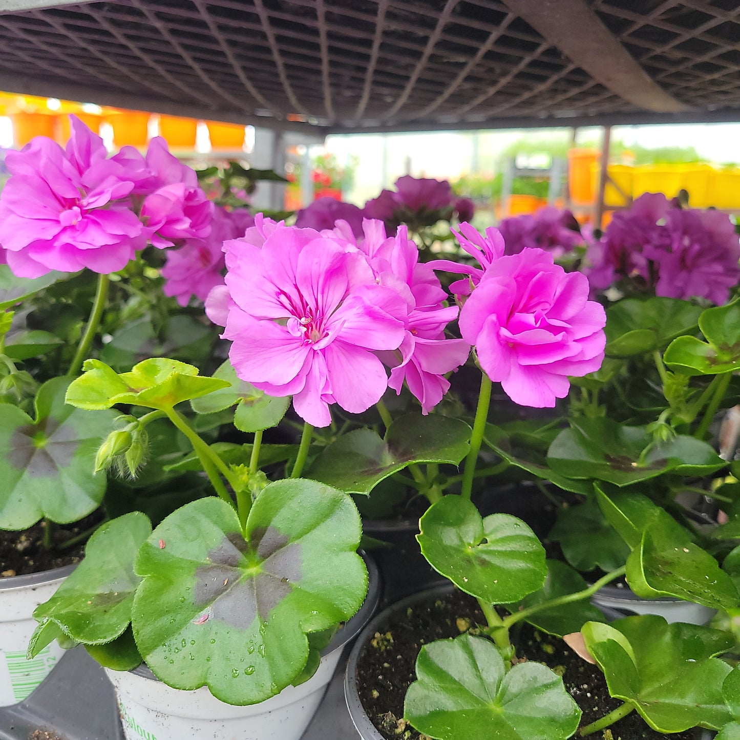4" Ivy Geranium