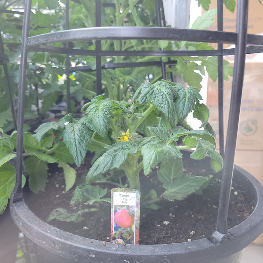 12" Tomato with Cage