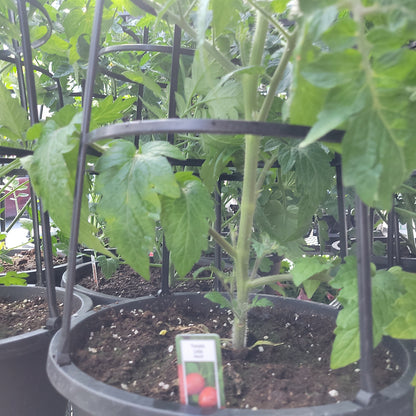 12" Tomato with Cage