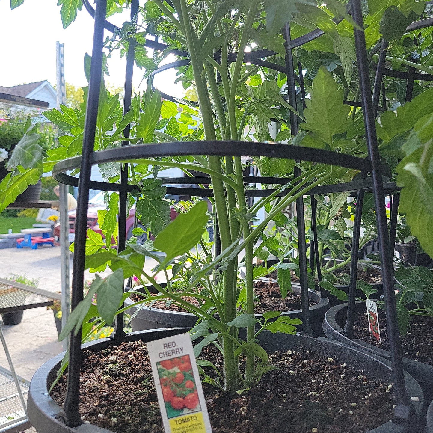12" Tomato with Cage