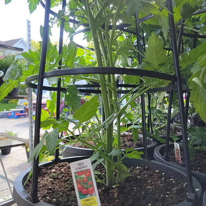 12" Tomato with Cage