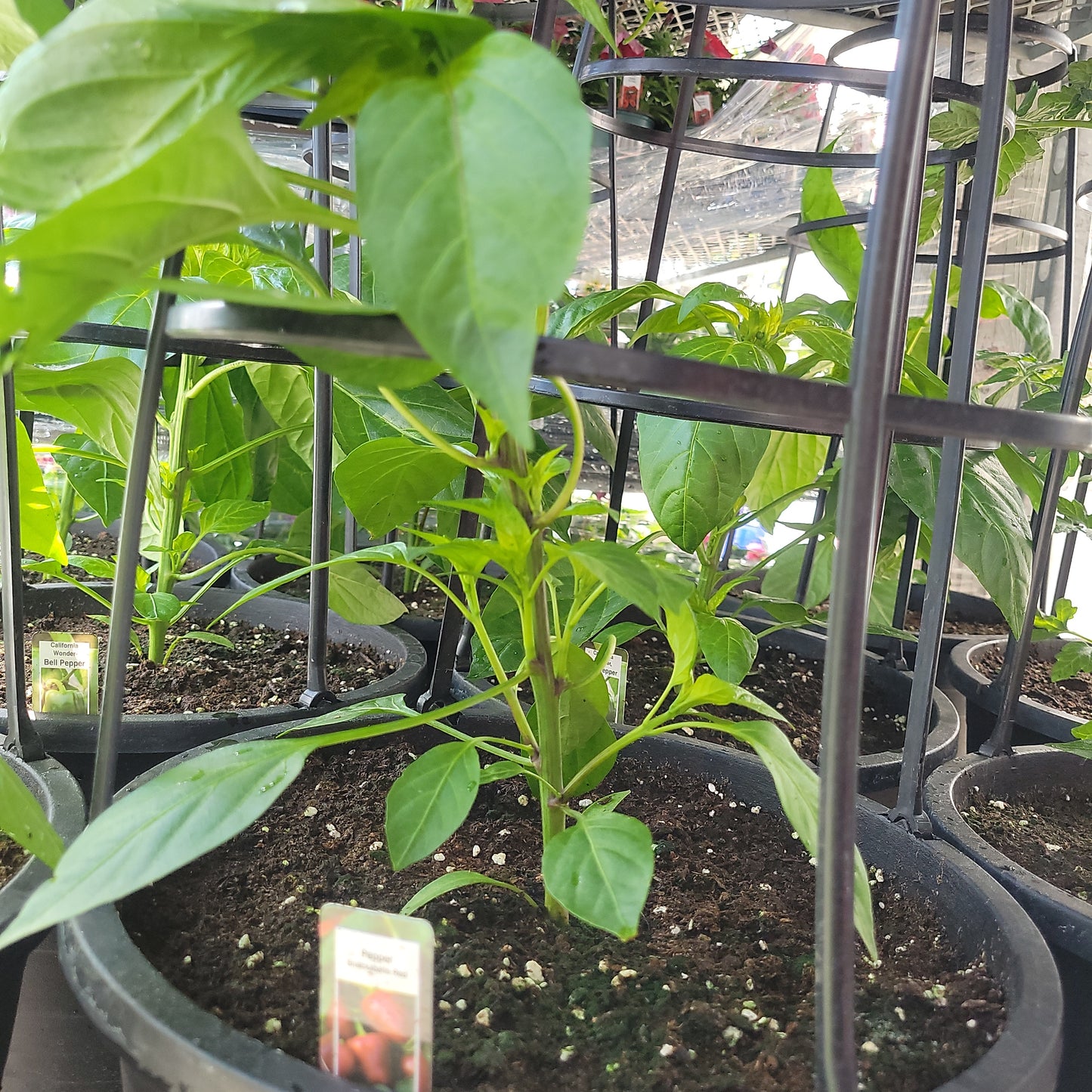 12" Pepper with Cage
