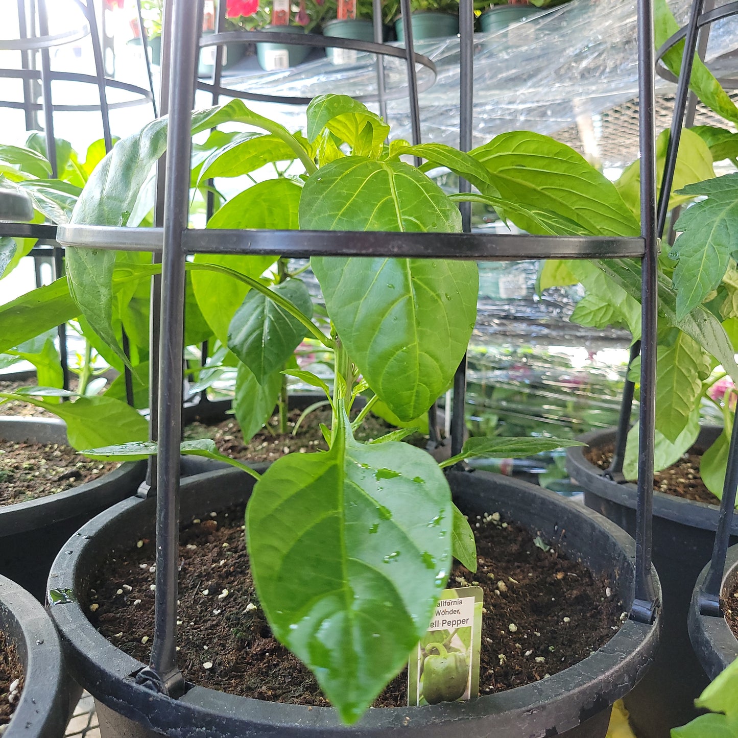 12" Pepper with Cage