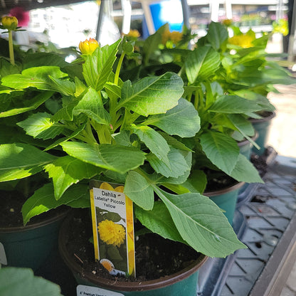 4" Dahlia