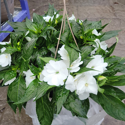10" New Guinea Impatien Hanging Basket