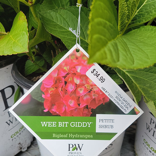 Wee Bit Giddy Hydrangea
