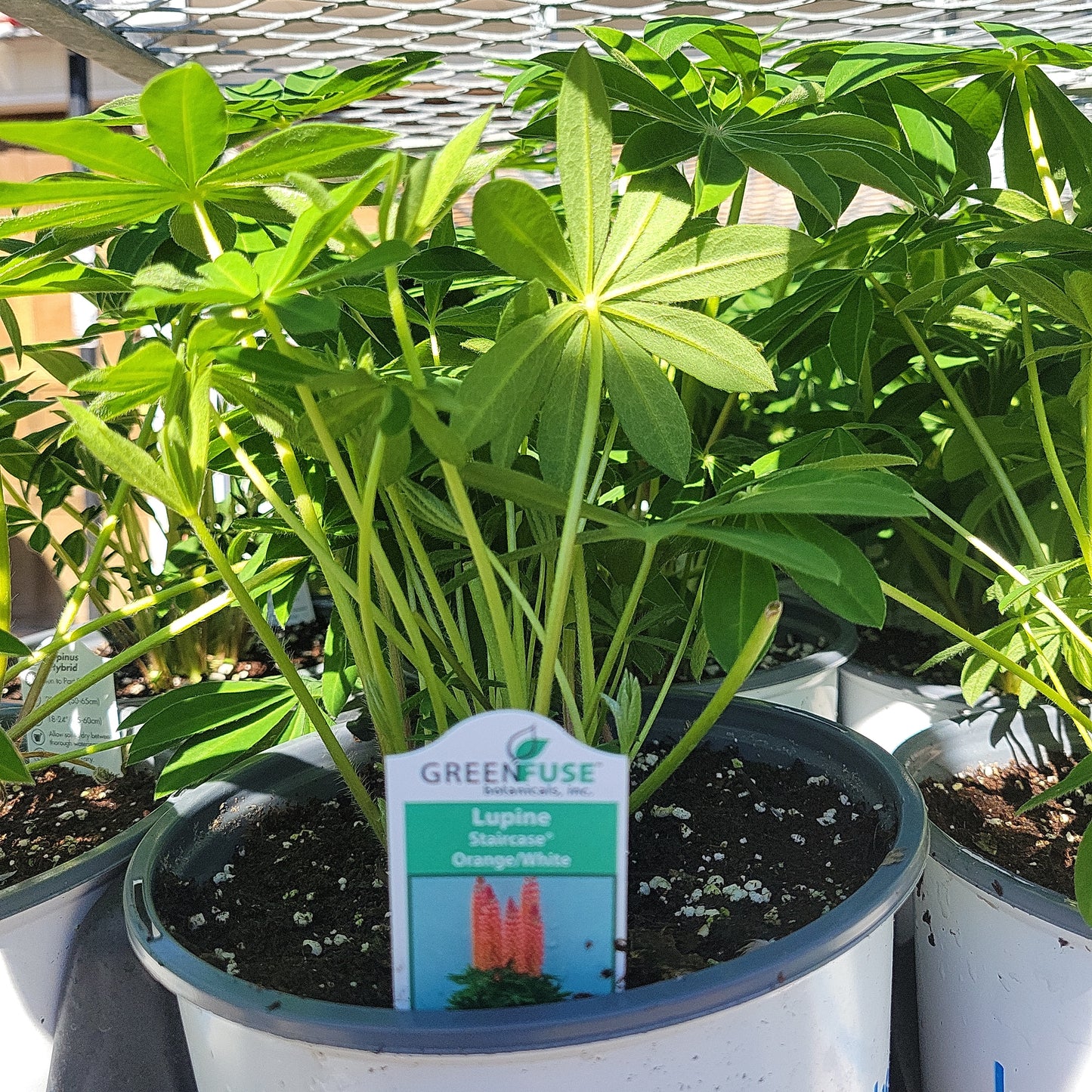 Lupine 'Lupinus' 1 Gal