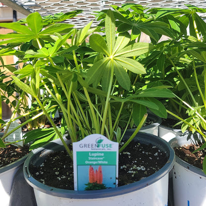Lupine 'Lupinus' 1 Gal