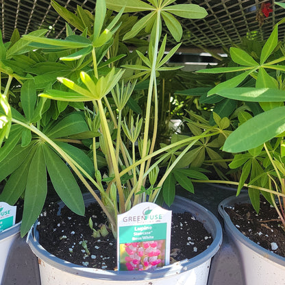 Lupine 'Lupinus' 1 Gal