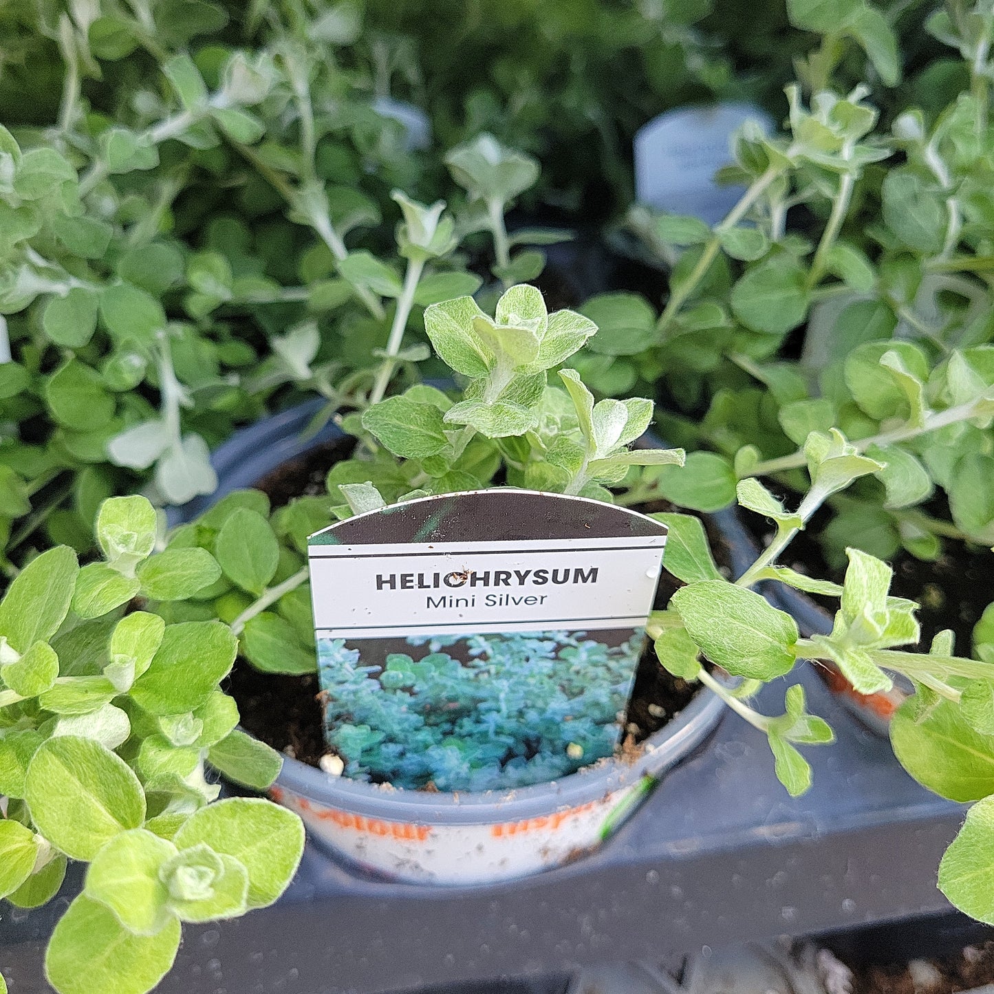 4" Helichrysum ( Licorice Vine )
