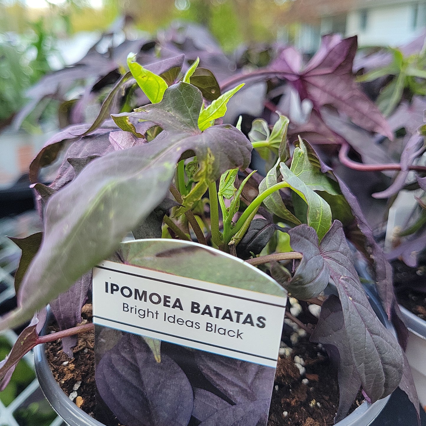 4" Potato Vine (Ipomoea Batas)