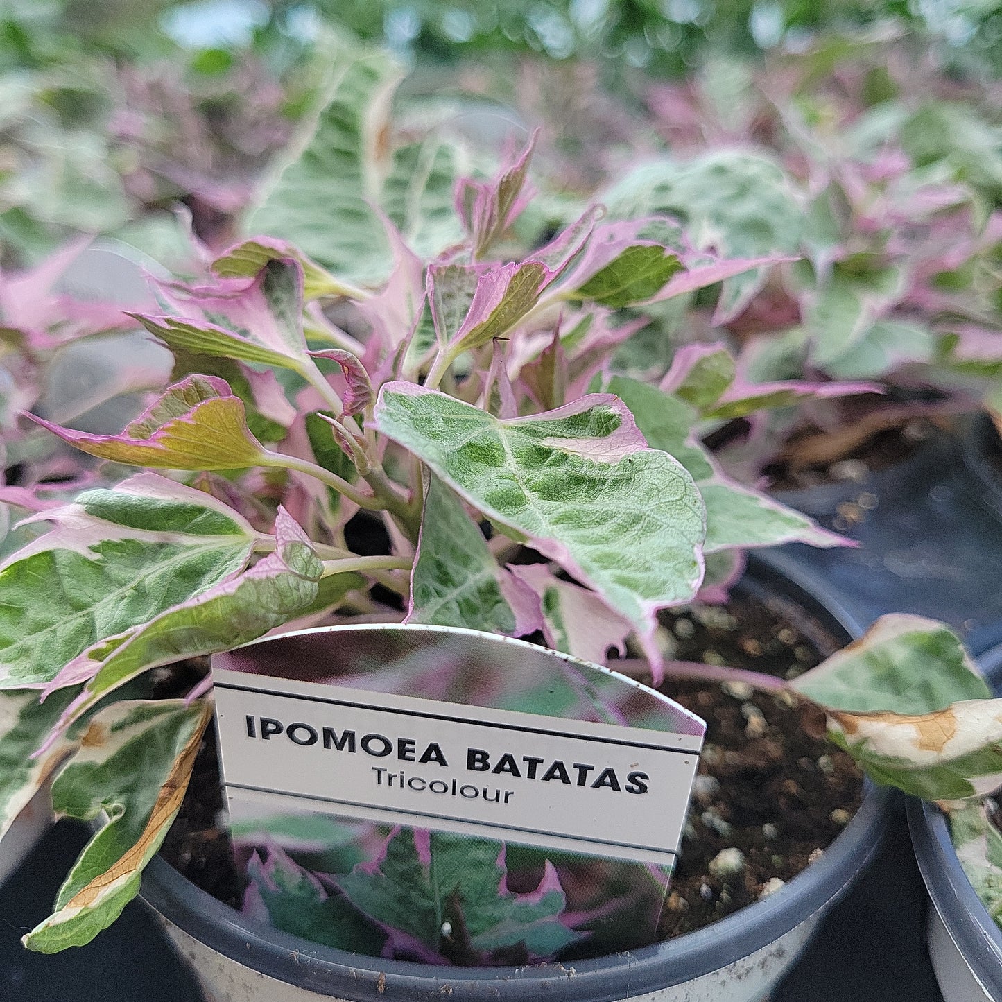 4" Potato Vine (Ipomoea Batas)