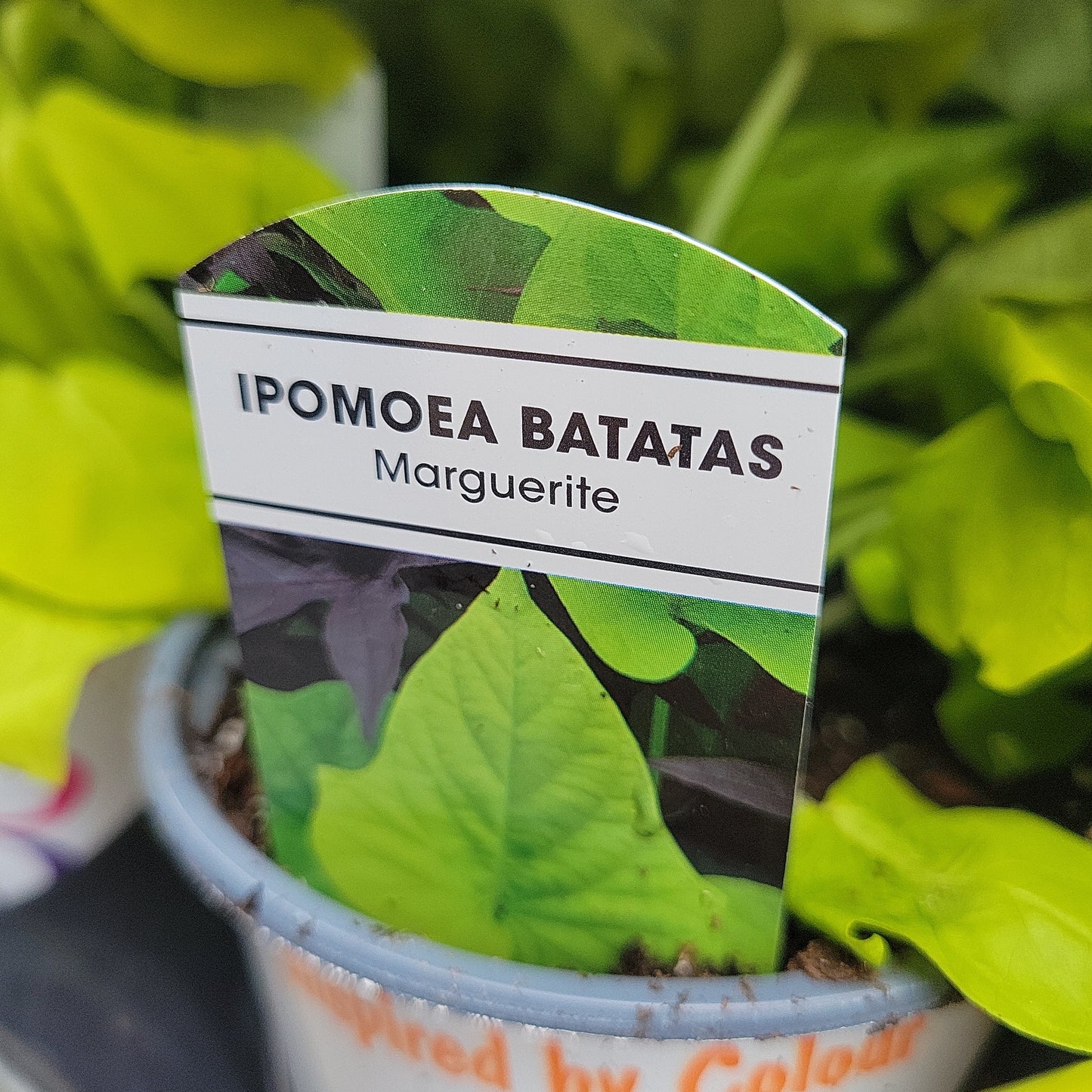 4" Potato Vine (Ipomoea Batas)