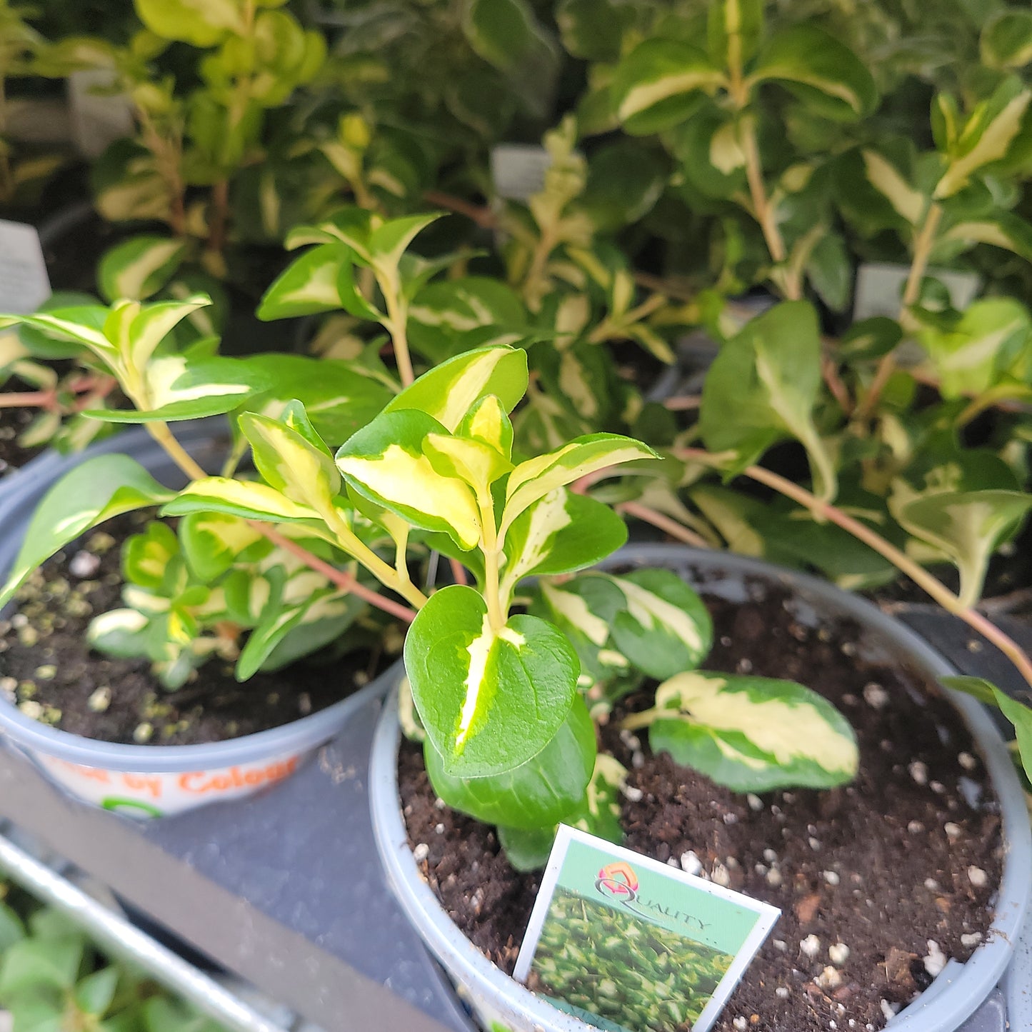 4" Vinca Vine (Major)