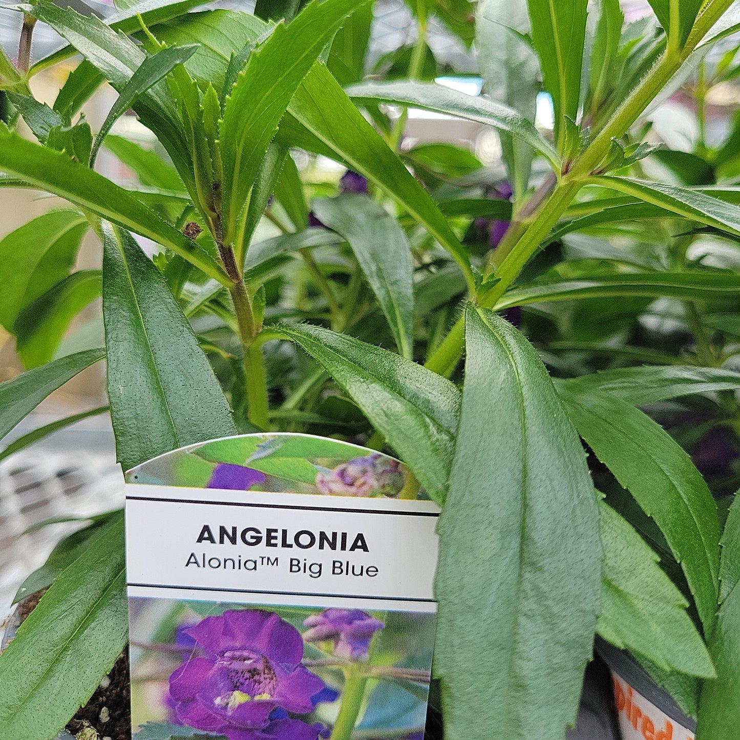4" Angelonia