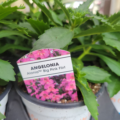4" Angelonia
