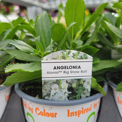 4" Angelonia