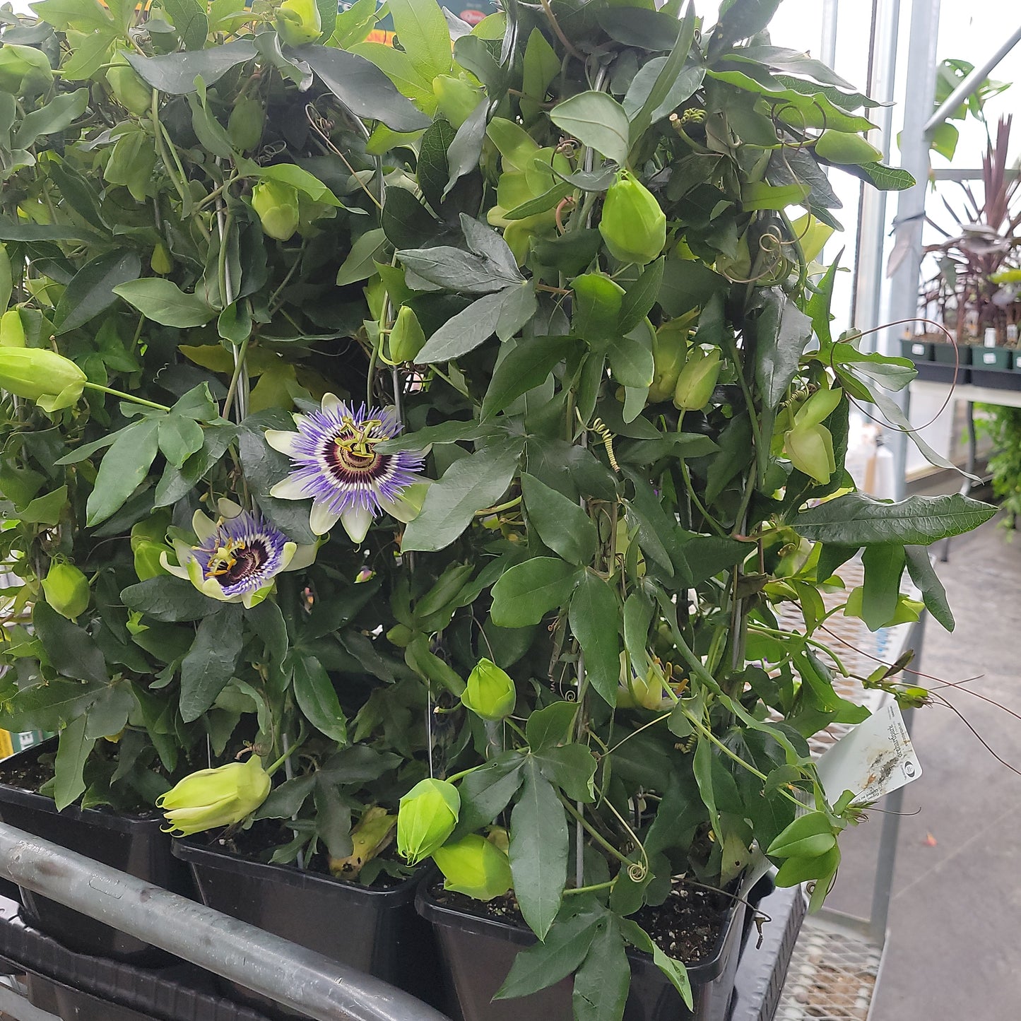Passion Flower on a  Trellis