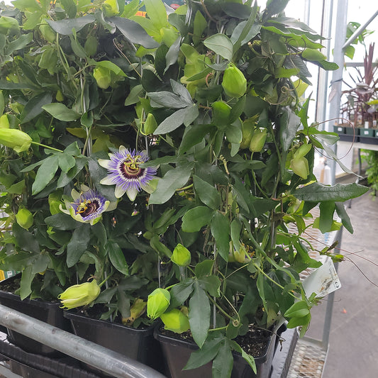 Passion Flower on a  Trellis
