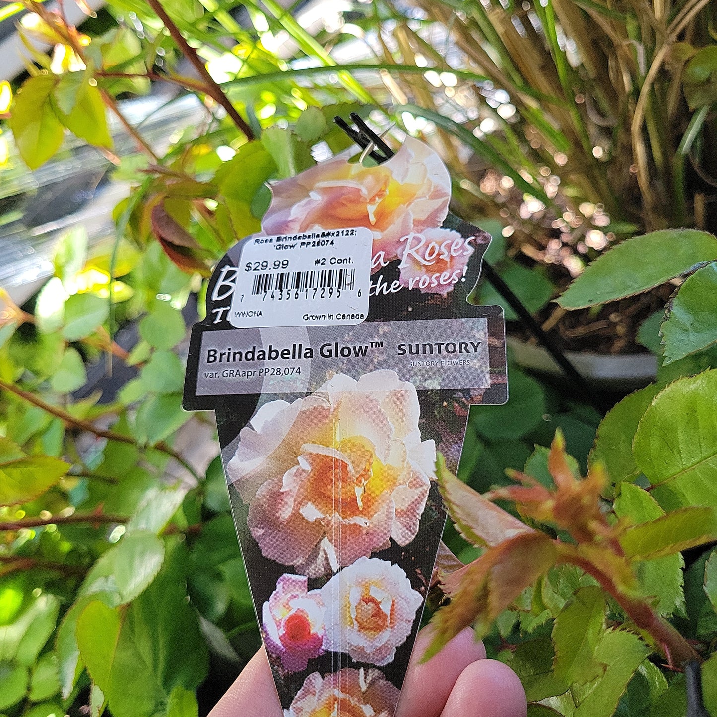 Hardy Rose
