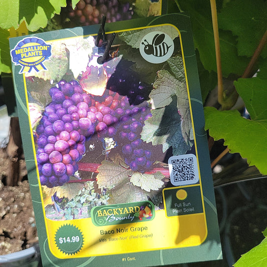 1 Gal Grape Vine