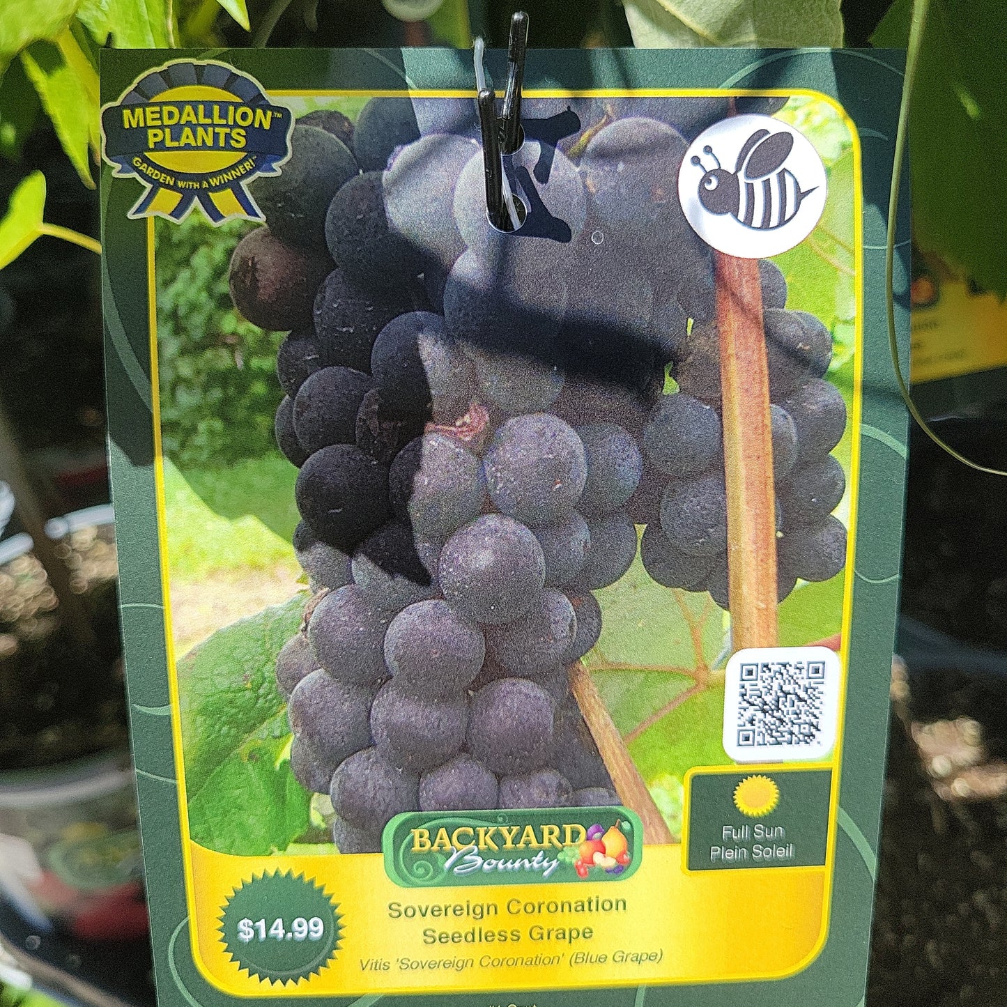 1 Gal Grape Vine