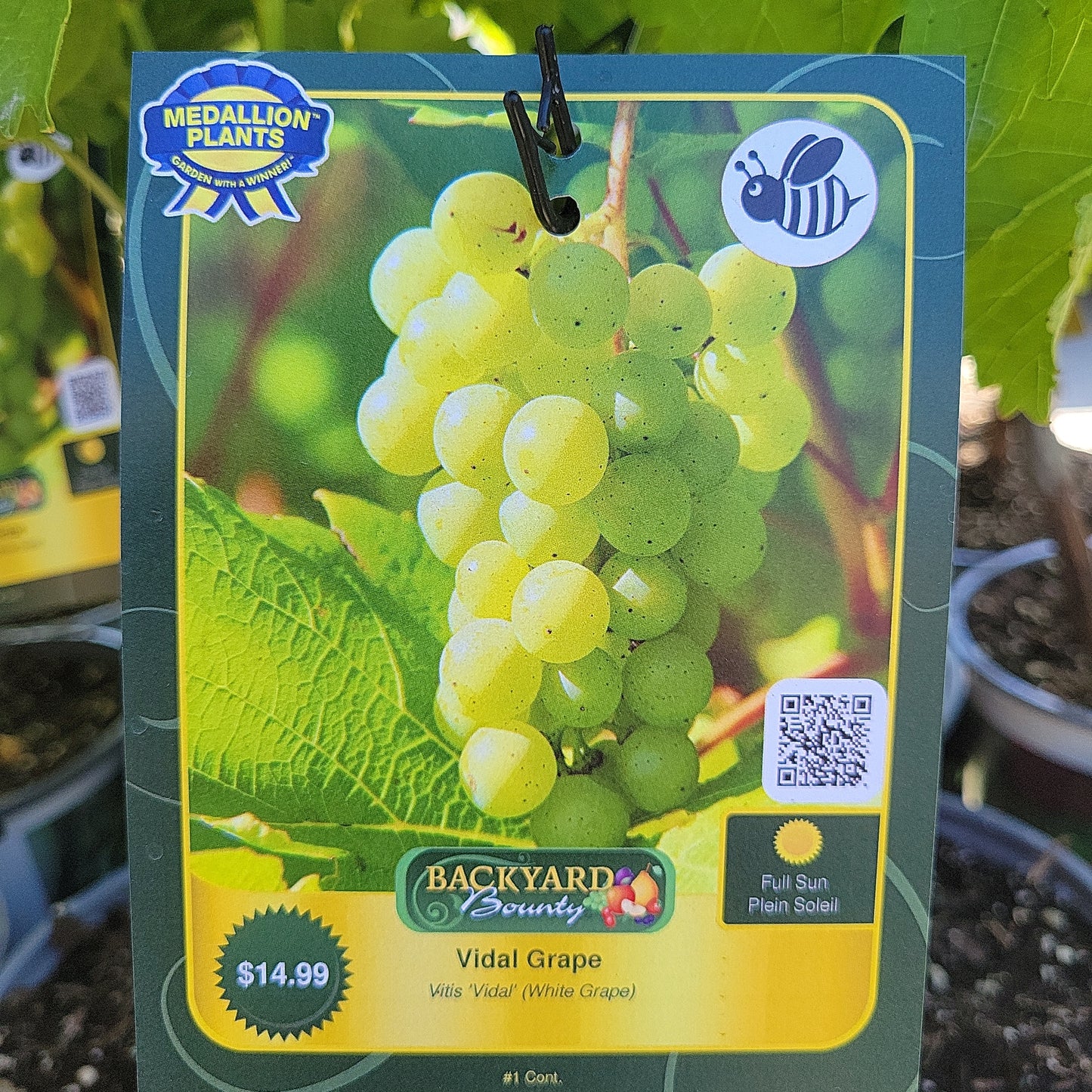 1 Gal Grape Vine