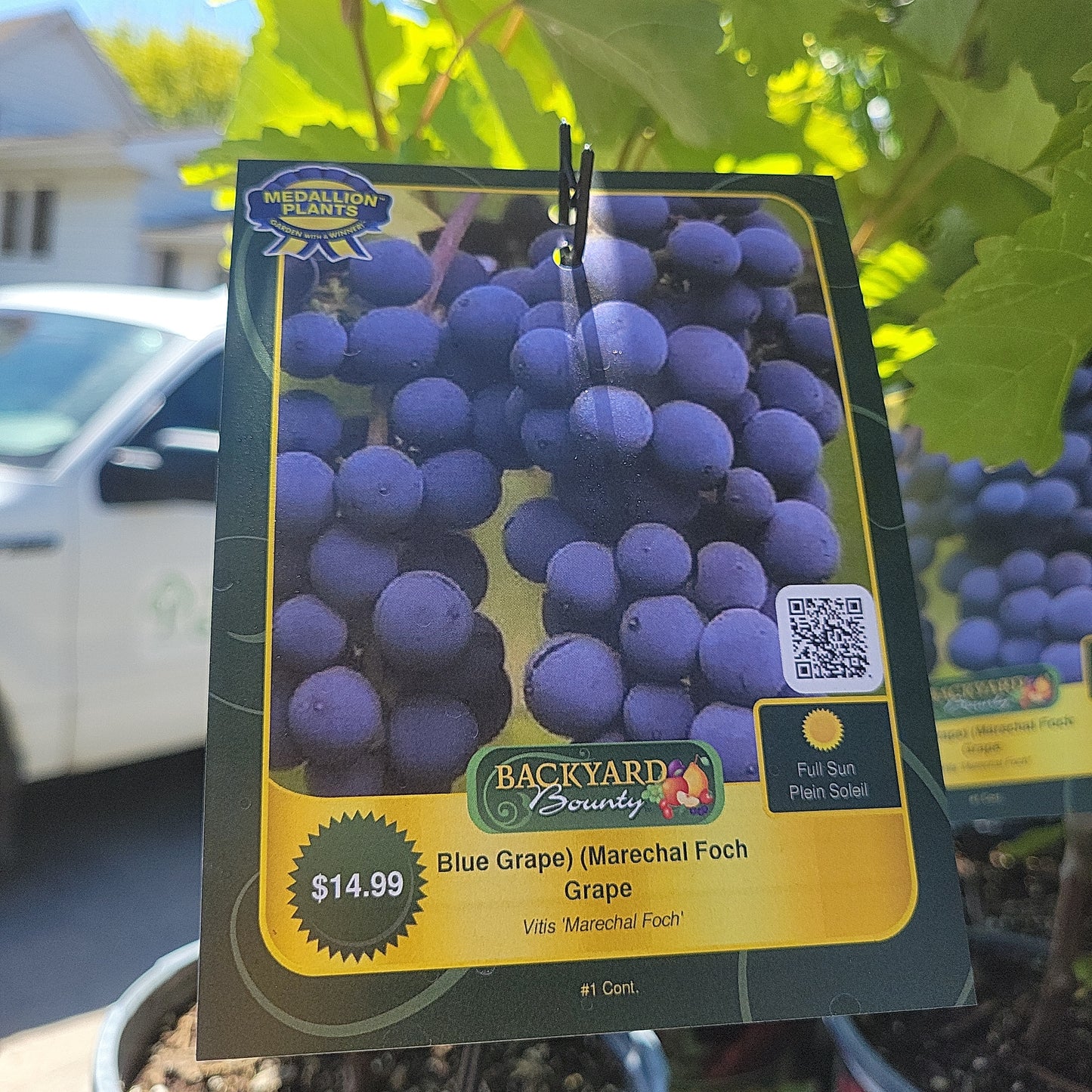 1 Gal Grape Vine