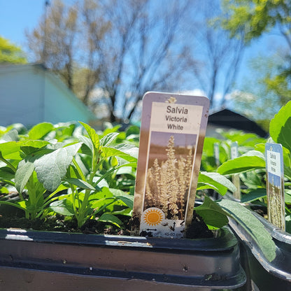 Salvia Multi Pack
