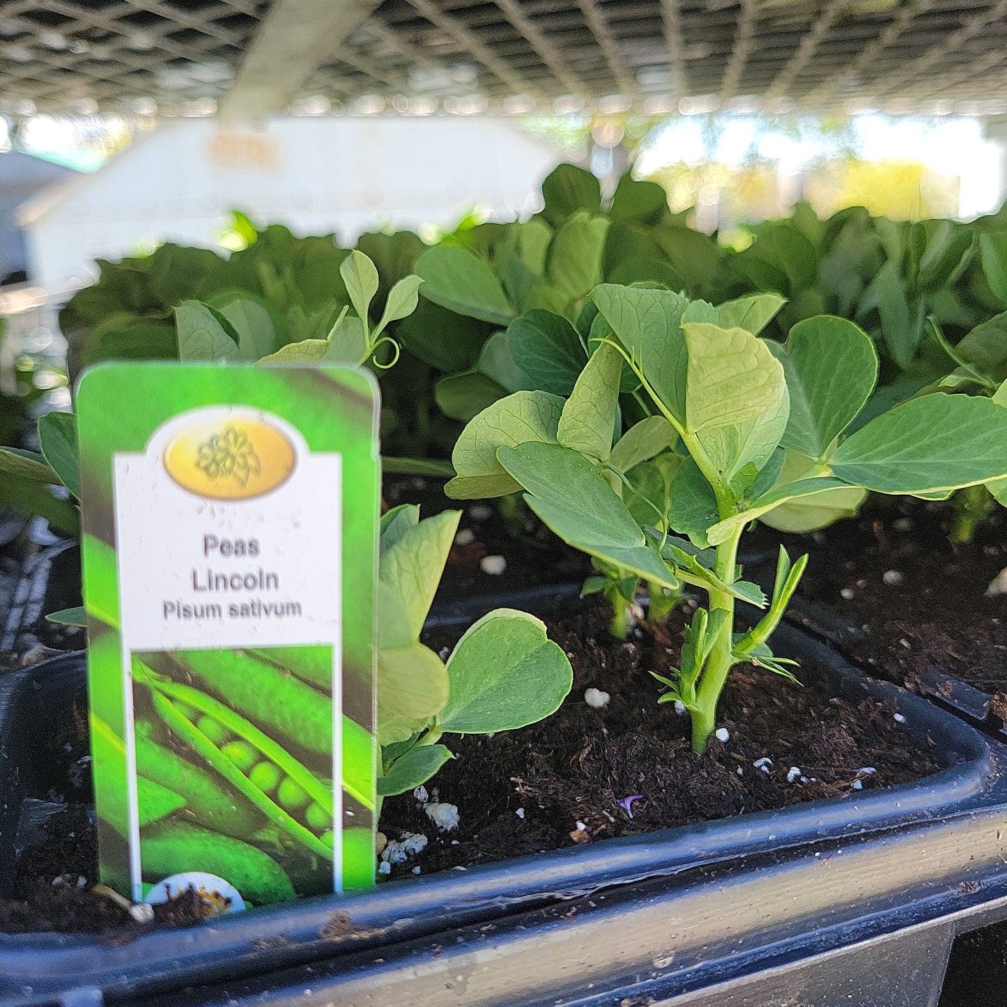 Peas (Multi Pack)
