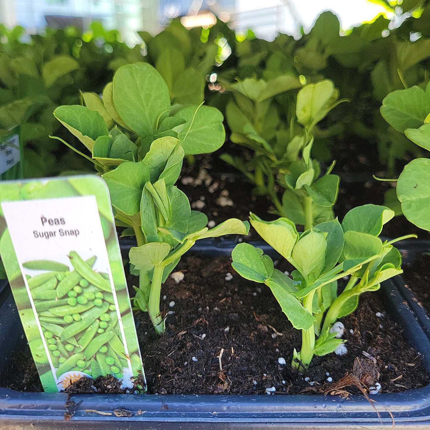 Peas (Multi Pack)