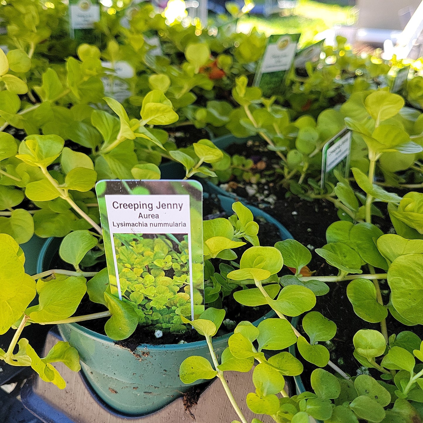 4" Lysimachia 'Creeping Jenny'