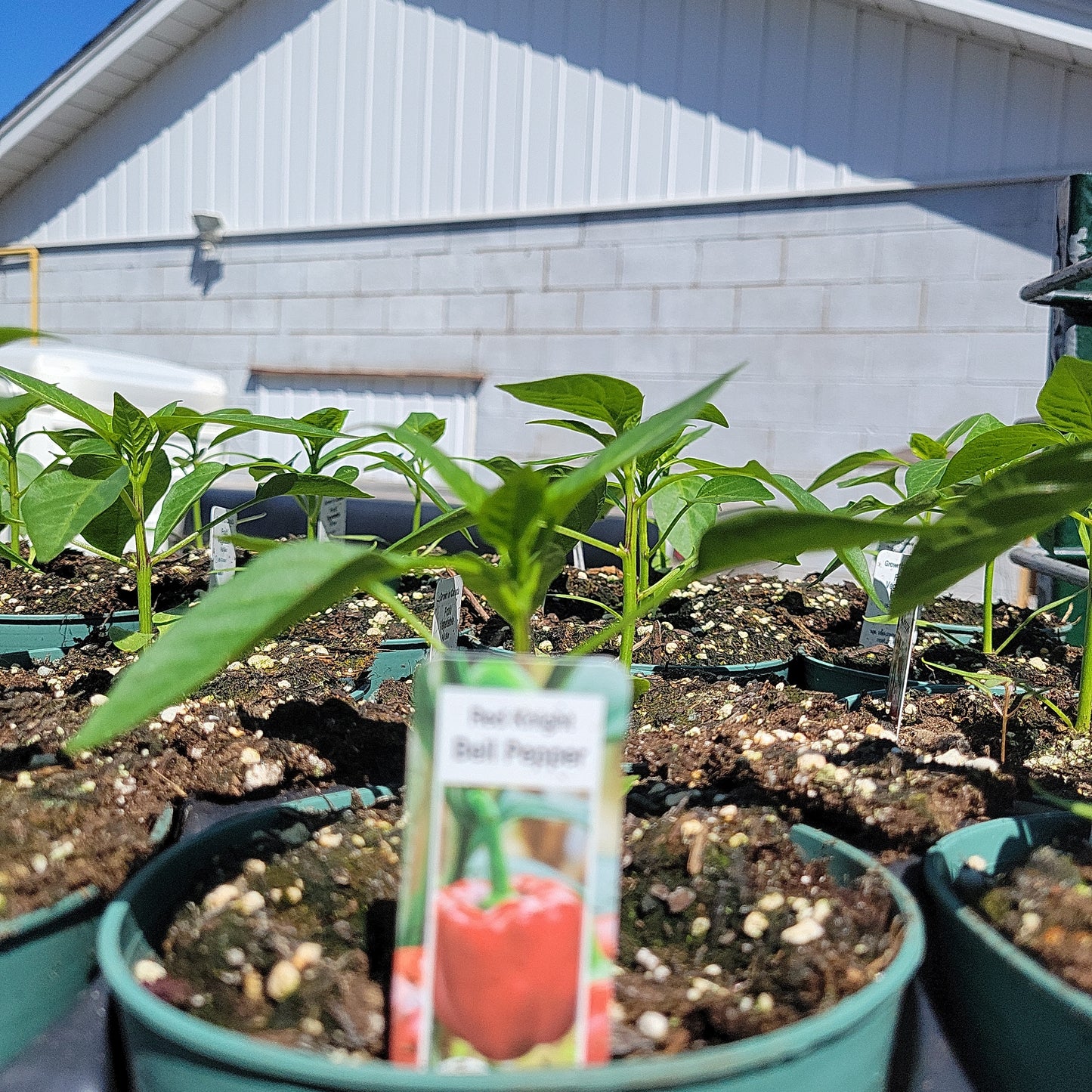 4" Sweet Peppers