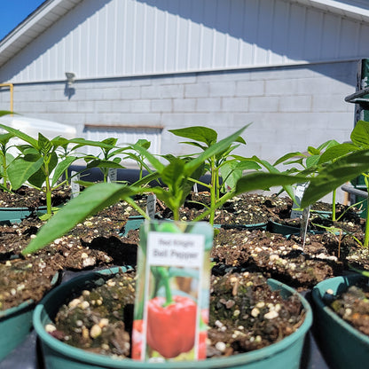 4" Sweet Peppers