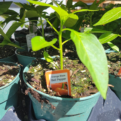 4" Sweet Peppers